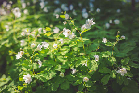 Beautiful white flowers in a spring forest. Selective focus.の写真素材