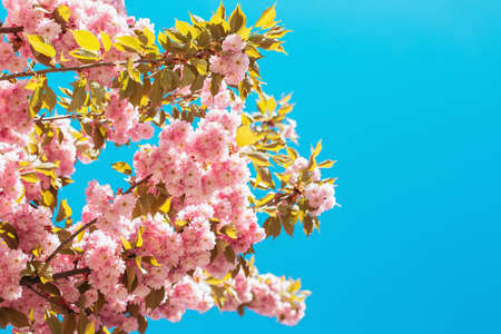Amazing pink cherry blossoms on the Sakura tree in blue sky. Beautiful spring tree. Selective focus.