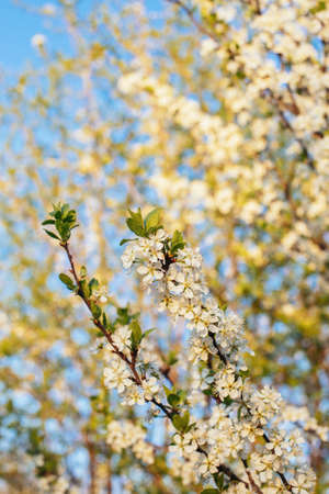 Branches of a blossoming tree on a garden background. Spring blossom. Selective focus.の写真素材