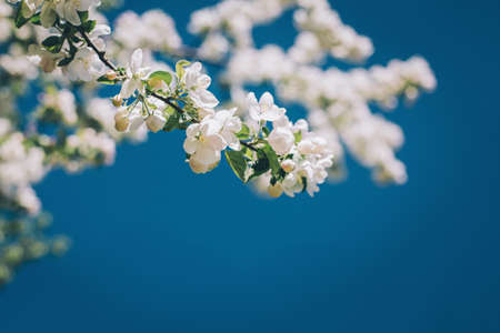 Branch of a blossoming apple tree in a blue sky. Spring blossom. Selective focus.