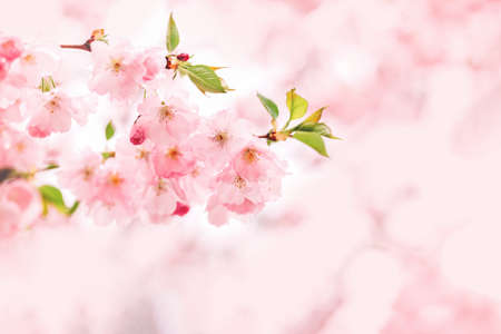 Amazing pink cherry blossoms on the Sakura tree. Beautiful spring tree. Selective focus.の写真素材