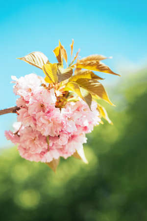 Amazing pink cherry blossoms on the Sakura tree. Beautiful spring tree. Selective focus.