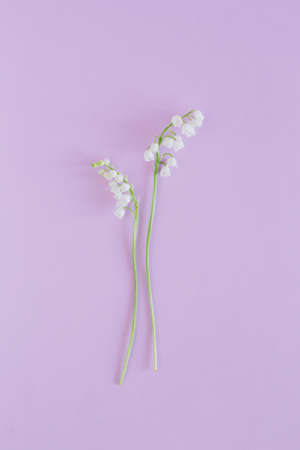 Beautiful lilies of the valley flowers on a pastel violet background. Flat lay. Place for text.