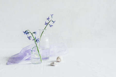 Tender hyacinth flowers in a bottlels and seashells on a white background. Minimal concept.の写真素材