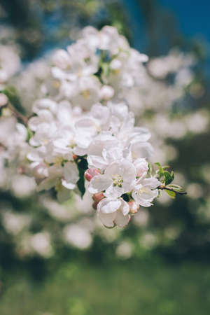 Branch of a blossoming apple tree in a spring garden. Spring blossom. Selective focus.の写真素材