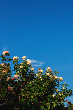 Beautiful roses in a summer garden. Amazing blue sky. Place for text.の写真素材