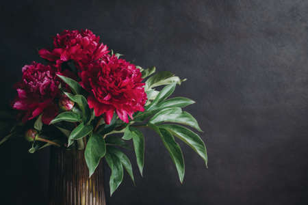 Beautiful dark crimson peony on a dark background. Selective focus.の写真素材