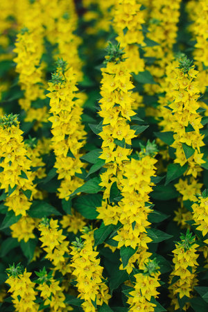 Beautiful yellow flowers of Loosestrife (Moneywort) in a summer garden. Selective focus.