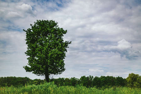 Beautiful summer landscape with big green tree. Amazing cloudy sky.の写真素材
