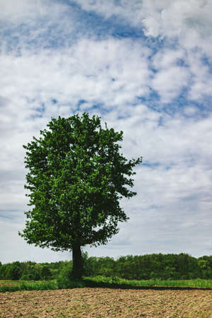 Beautiful summer landscape with big green tree on a field. Amazing cloudy sky.