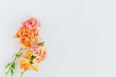 Pink and yellow flowers of Snapdragon or Antirrhinum majus on a cream background. Place for text....