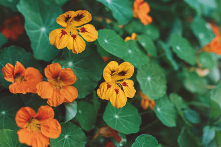 Beautiful orange flowers of Nasturtium in a summer garden. Selective focus.の写真素材