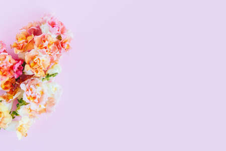 Pink and yellow flowers of Snapdragon or Antirrhinum majus on a pink background. Place for text. Flat lay.の写真素材