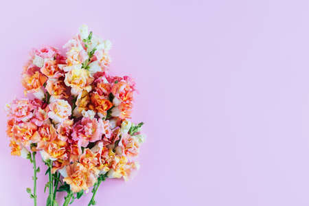 Pink and yellow flowers of Snapdragon or Antirrhinum majus on a pink background. Place for text. Flat lay.の写真素材