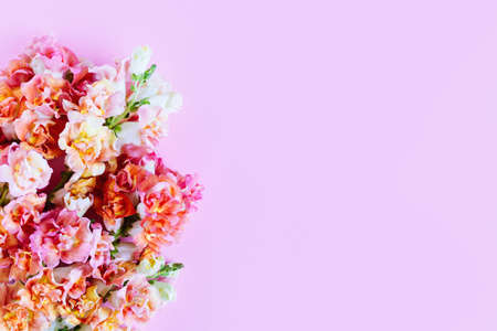 Pink and yellow flowers of Snapdragon or Antirrhinum majus on a pink background. Place for text. Flat lay.の写真素材