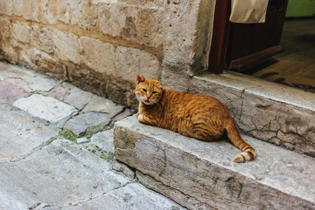 Cute red cat sitting in a street in Kotor, Montenegro. Portrait of street cat.の写真素材