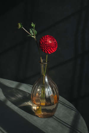 Amazing red Dahlia flower in a vase on a dark background in sunlight. Concept for autumn background or postcard.の写真素材