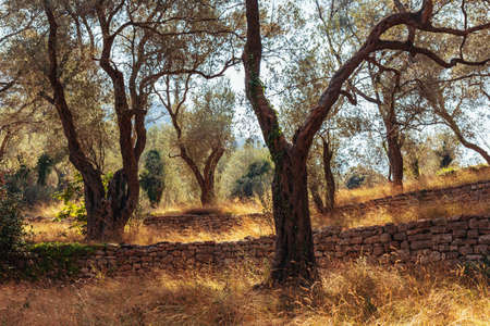 Old olive garden in beautiful sunlight. Selective focus.の写真素材