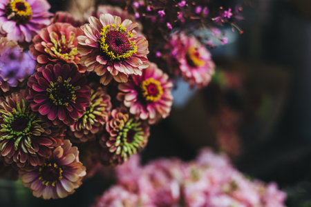 Beautiful farmer flowers (Zinnia) at the flower market. Selective focus.の写真素材