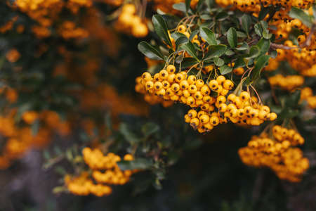 Ye Pyracantha (Firethorn) branch with yellow berry-like pomes. Selective focus.
