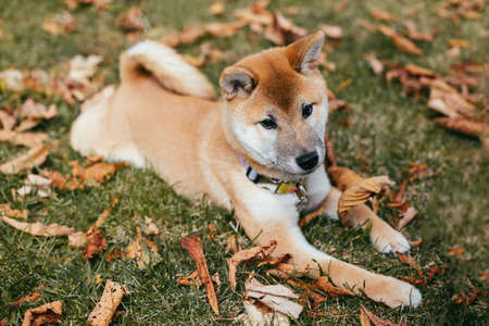 Happy puppy Shiba Inu walking in the autumn park. Dry leaves background.の写真素材