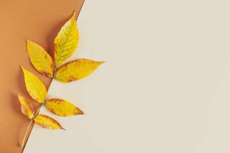 Beautiful yellow leaf on a yellow pastel background. Autumn background. Flat lay. Place for text.の写真素材