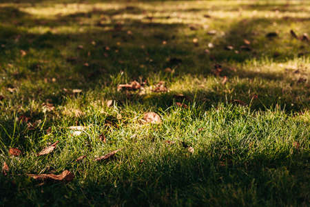 Green grass with dry leaves in a beautiful sunlight. Autumn park on a sunny day.の写真素材