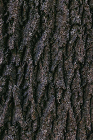 Dark wooden texture or background. Close-up. Place for text.