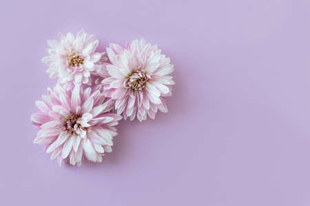 Beautiful Chrysanthemums flowers on a violet pastel background. Flat lay. Place for text.の写真素材