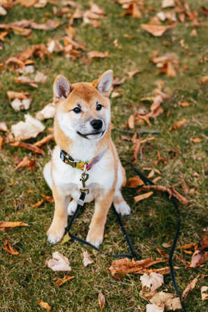 Happy puppy Shiba Inu walking in the autumn park. Dry yellow leaves background.の写真素材