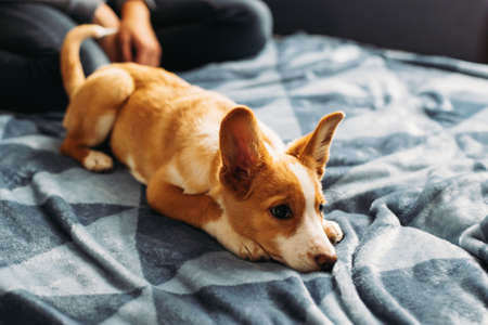 Adorable puppy lying on the blue blanket with owner. Portrait of a little dog.の写真素材