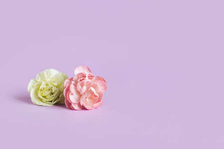 Beautiful flowers of Carnation on a violet pastel background. Place for text.の写真素材