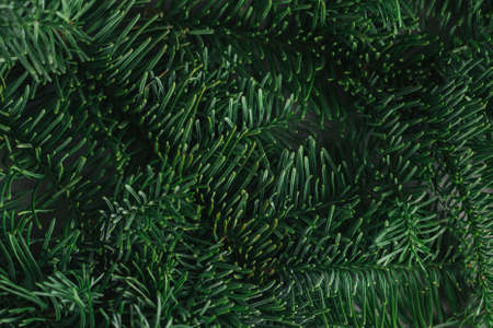 Spruce branches on a gray background. Holiday eco-friendly concept. Flat lay. Place for text.の写真素材