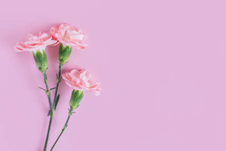 Tender carnation flowers on pastel pink background. Place for text.の写真素材