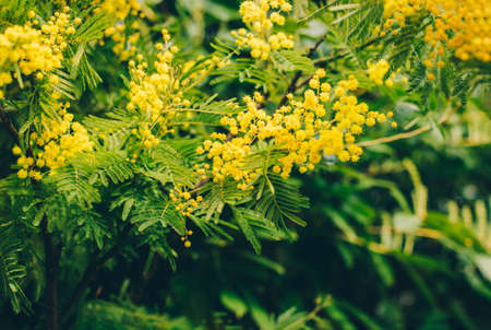 Beautiful yellow mimosa flowers in a spring garden. selective focus.の写真素材