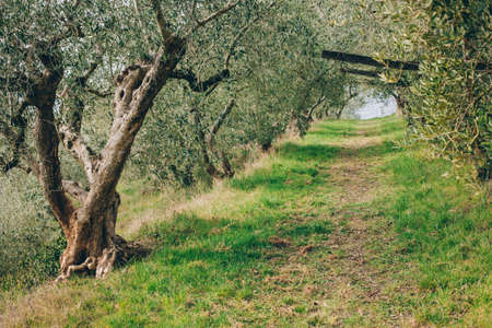 Beautiful old olive trees in a spring garden. Amazing garden olive.の写真素材