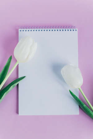 Beautiful white tulips and notebook with blank page on violet pastel background. flat lay. Place for text.の写真素材