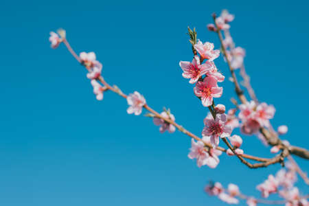 Beautiful peach branch with pink blossom in a blue sky. selective focus.の写真素材
