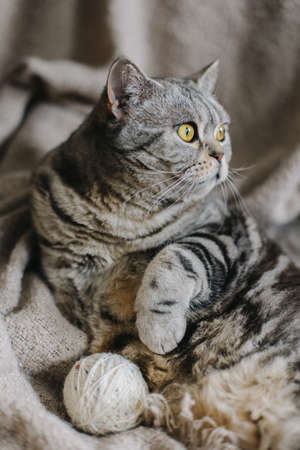 Fluffy cat (Scottish Stright breed), laying on the blanket. Tabby grey cat.の写真素材