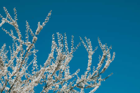 Beautiful branches with white blossom in a blue sky. Selective focus. Place for text.