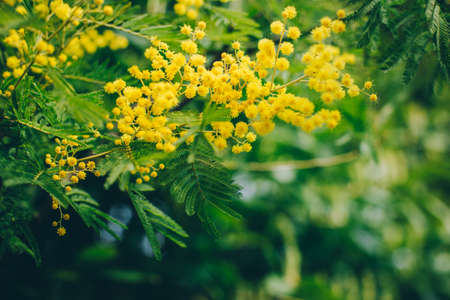 Beautiful yellow mimosa flowers in a spring garden. Selective focus.の写真素材