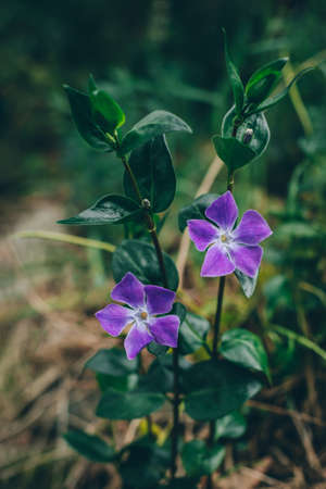 Beautiful purple flowers of Periwinkle in a spring forest. selective focus.の写真素材