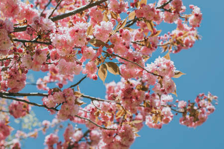 Amazing pink cherry blossoms on the Sakura tree. blue sky.
