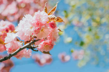 Amazing pink cherry blossoms on the Sakura tree. blue sky.の写真素材