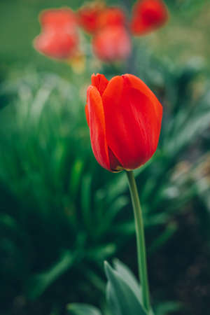 Beautiful red tulip flower in a spring garden. selective focus.の写真素材