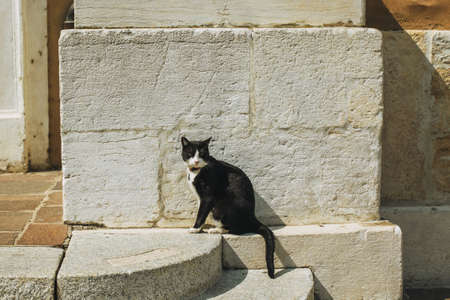 Portrait of a cute black and white cat sitting on the old stairs in the street.の写真素材