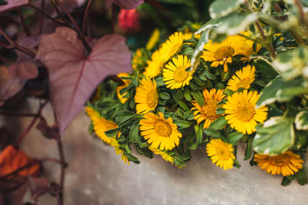 Beautiful yellow daisy flowers on a summer street. selective focus.の写真素材