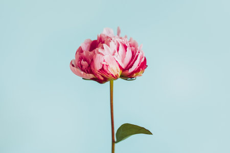Beautiful pink peony on a blue pastel background. Place for text.の写真素材