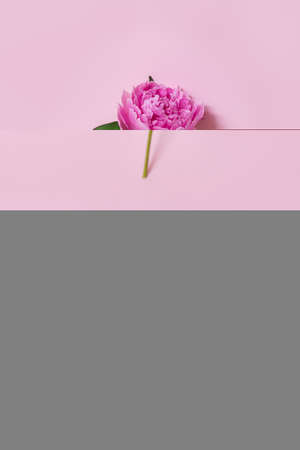 Beautiful pink peony on a pink pastel background. Place for text. flat lay.の写真素材