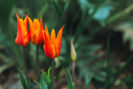 Beautiful red tulip flowers in a spring garden. selective focus.